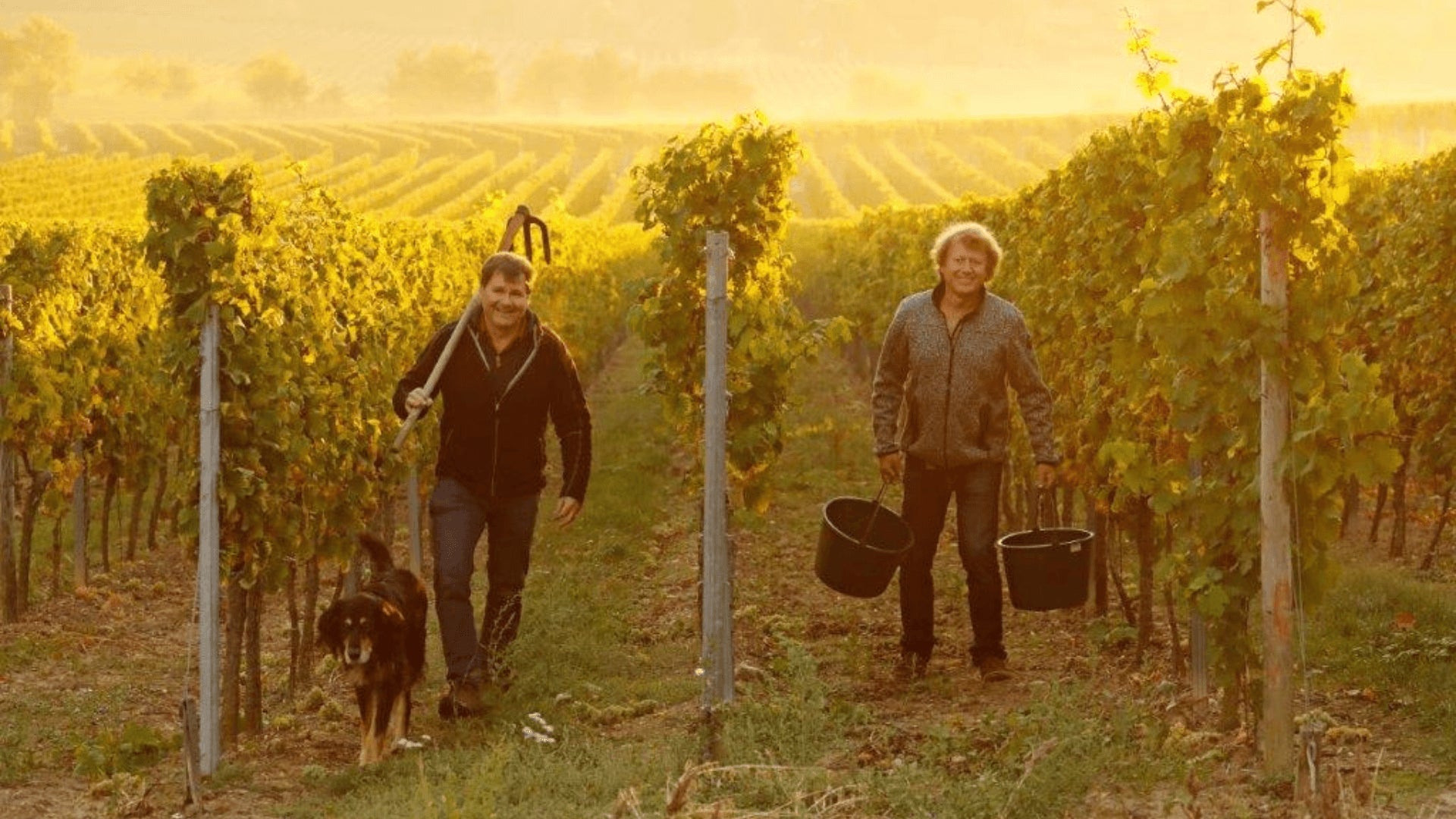 Grand Wino Winnica Mesel Winiarz Wino